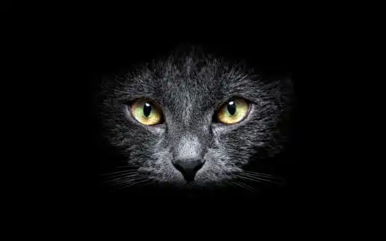 cat, кот, black, глаза, фон, eyes, рыжий, ba